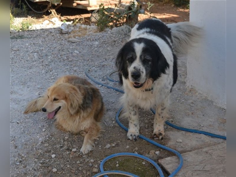 Odin - als er an den Augen erkrankte, setzte man ihn einfach aus