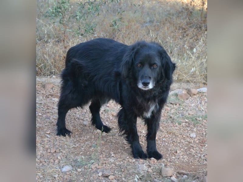 Selene - „Ich mache jede Familie glücklich, Pfote drauf!“