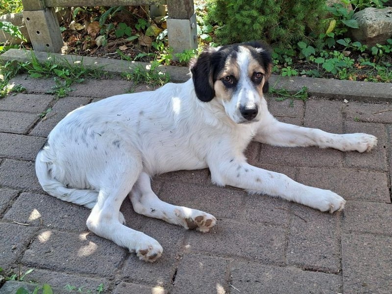 Pepi - darf ich dein Schatten sein?