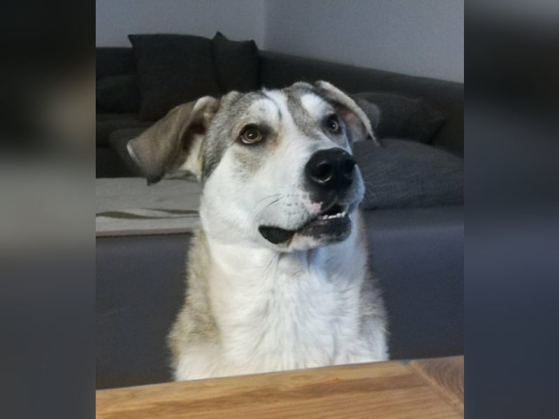 Shasal, ca. 3,5-4 Jahre alt