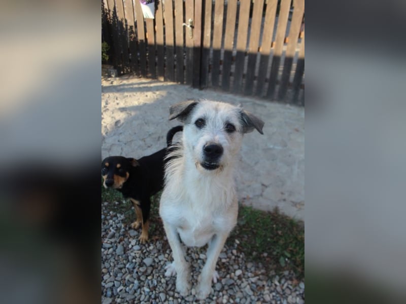 Aziza, ca. 3-4 Jahre alt