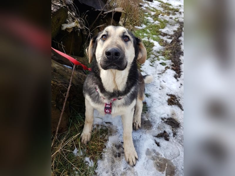 Ginger, ca. 1 Jahr alt