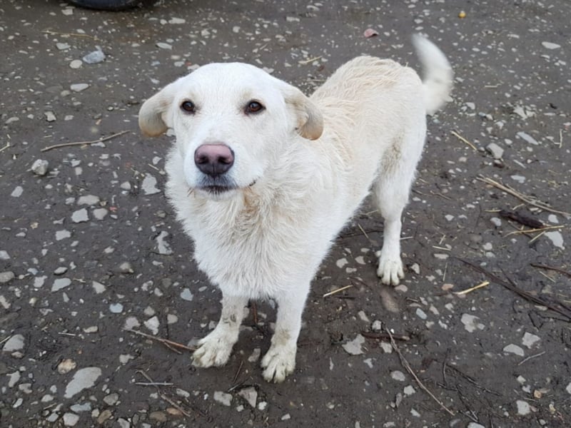 Belmondo, ca. 10 Monate alt