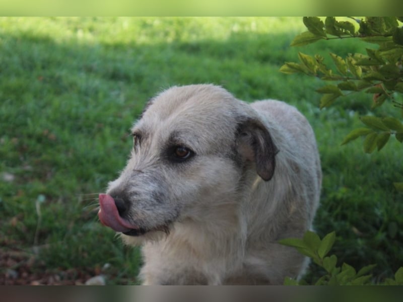 Aziza, ca. 3-4 Jahre alt