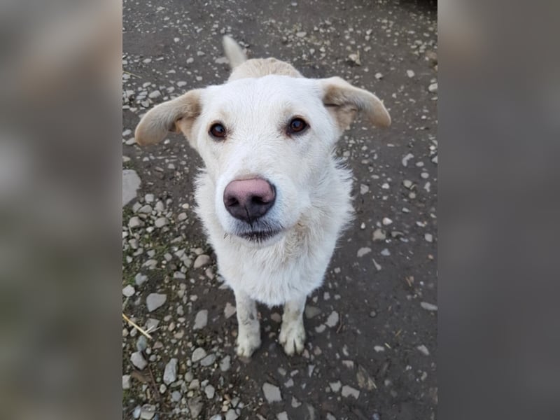 Belmondo, ca. 10 Monate alt