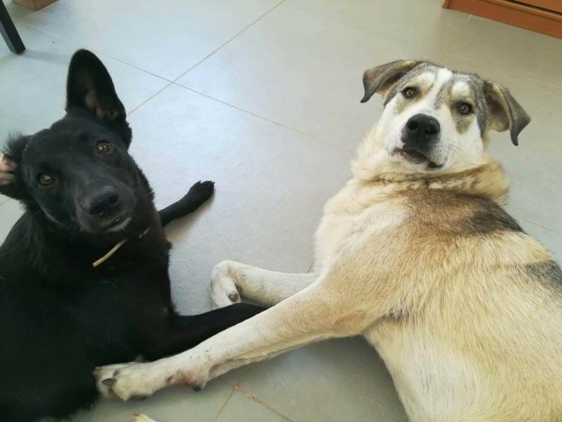 Shasal, ca. 3,5-4 Jahre alt