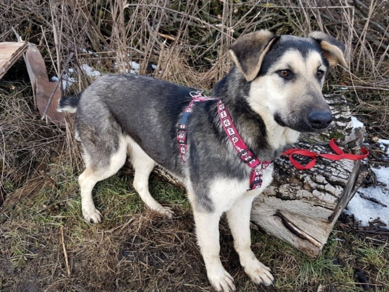 Ginger, ca. 1 Jahr alt