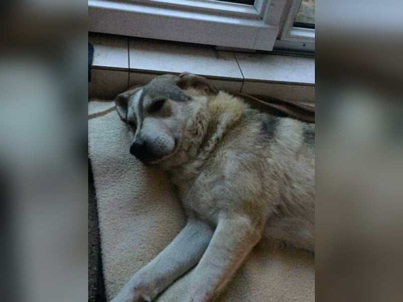 Shasal, ca. 3,5-4 Jahre alt