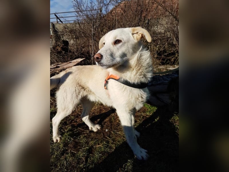 Belmondo, ca. 10 Monate alt