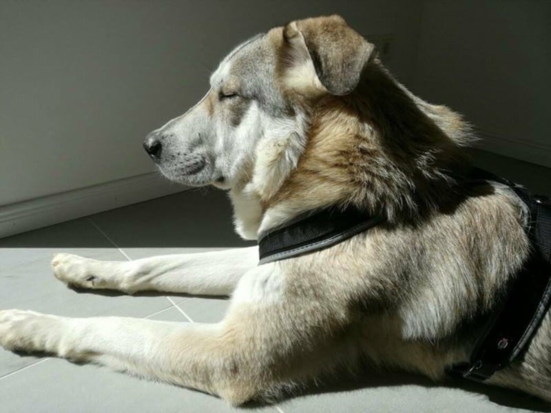 Shasal, ca. 3,5-4 Jahre alt