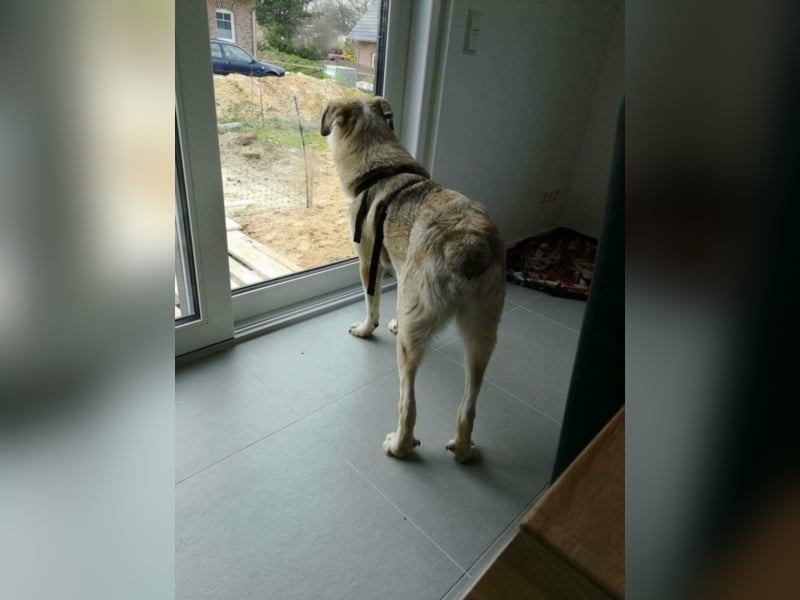 Shasal, ca. 3,5-4 Jahre alt