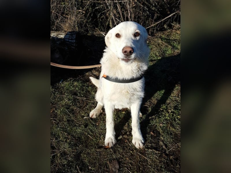 Belmondo, ca. 10 Monate alt