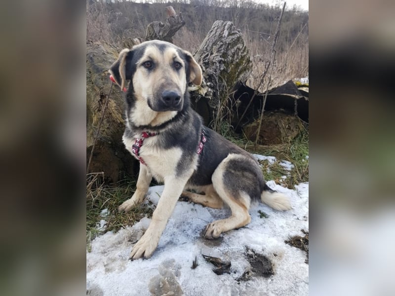 Ginger, ca. 1 Jahr alt