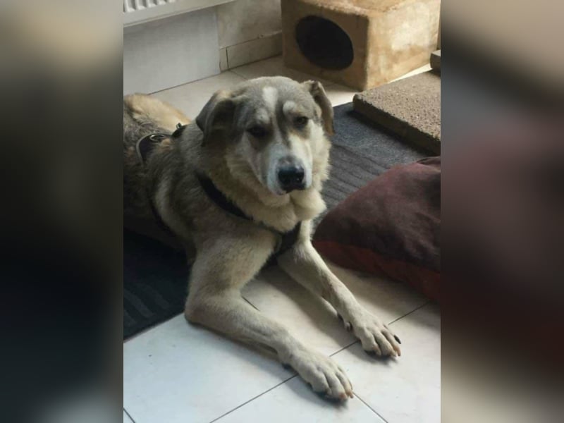 Shasal, ca. 3,5-4 Jahre alt