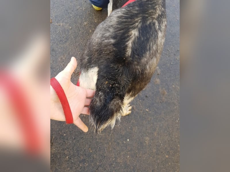 Ginger, ca. 1 Jahr alt