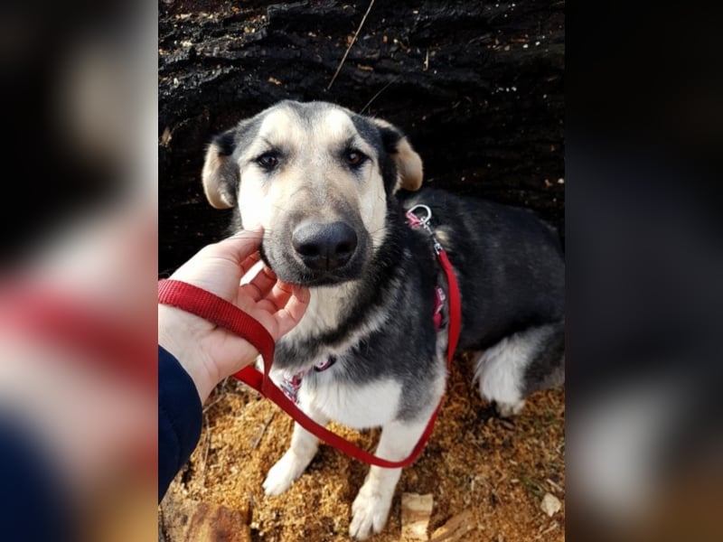 Ginger, ca. 1 Jahr alt