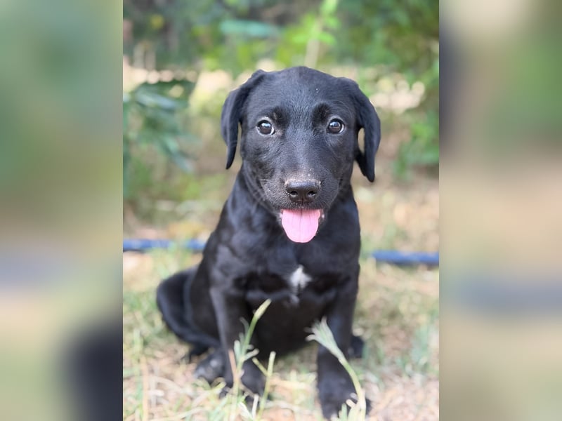 Jade - Fröhliche kleine Welpin sucht ihr Für-immer-Zuhause!