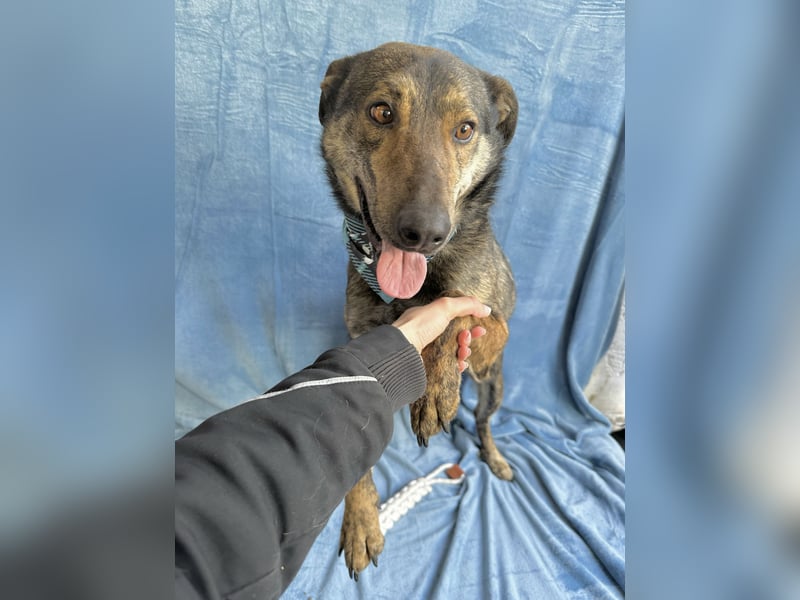 Camping - Sportlicher, verschmuster Begleiter sucht aktives Zuhause