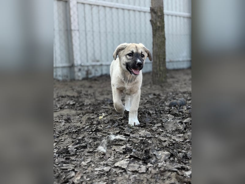 Nala - Ein kleiner Sonnenschein sucht Geborgenheit