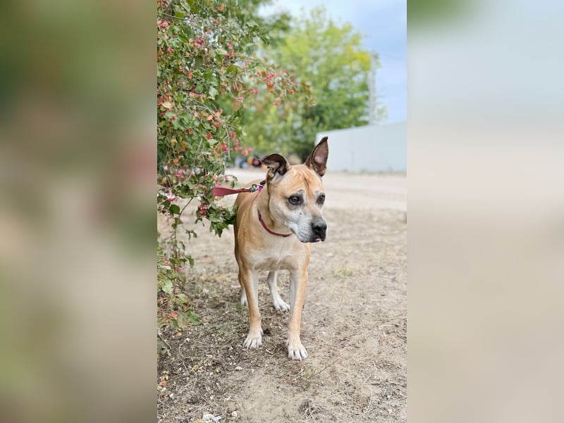 Godiva - Liebevolle Seniorin wartet auf ihr Happy-End
