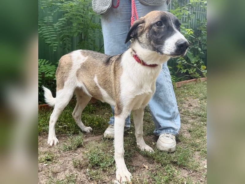 Hezöl -Liebe Junghündin sucht ihre Menschen