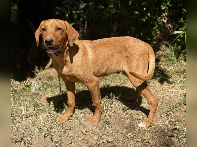 Remi (Remig) Ein fröhlicher Sonnenschein sucht seine Herzensmenschen