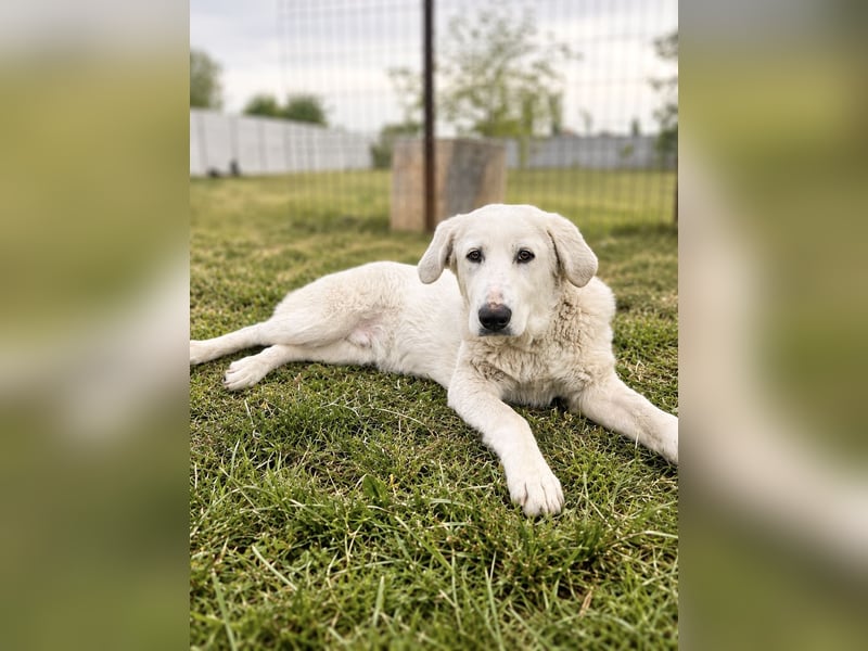Simba Hübscher Hundejunge sucht seine Menschen