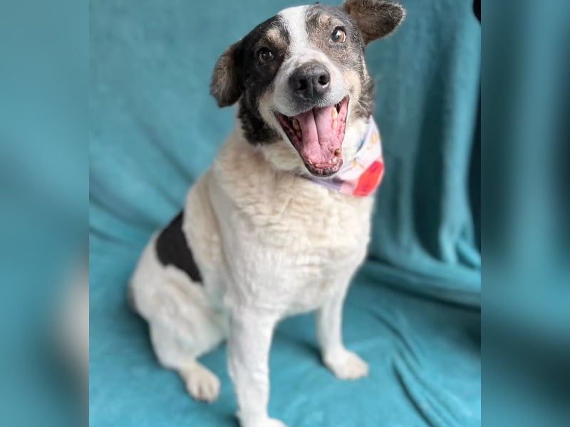 Kaspian - Sanfter Senior sucht liebevolles Zuhause zum Ankommen