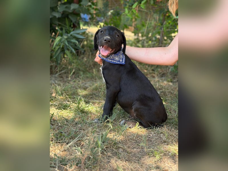 Jasper Kleiner Entdecker sucht liebevolles Zuhause!