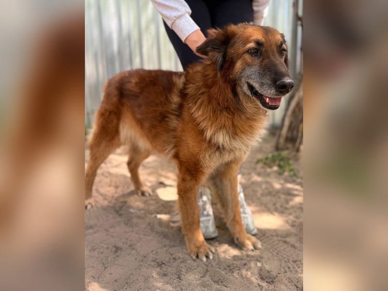 Gerad Sanfter Hundesenior sucht Partner für die besten Jahre