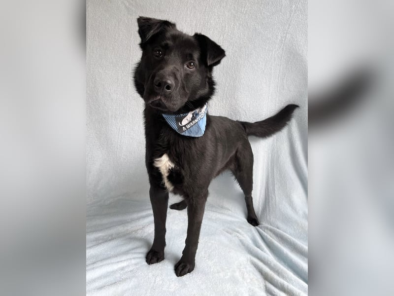 Porter - Kluger, verspielter Begleiter bereit für neue Abenteuer