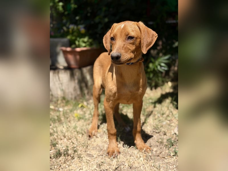 Remi (Remig) Ein fröhlicher Sonnenschein sucht seine Herzensmenschen