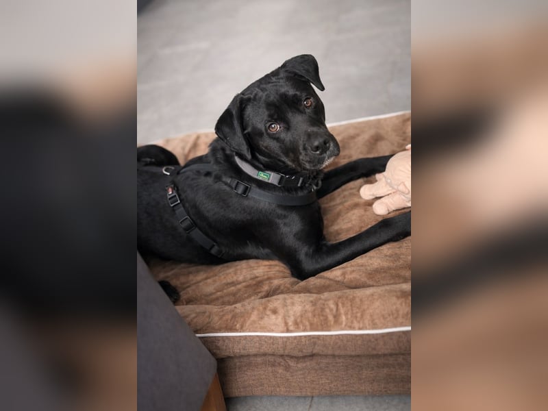 Nox (Horac) - Sanfter Vierbeiner sucht liebevolles Zuhause