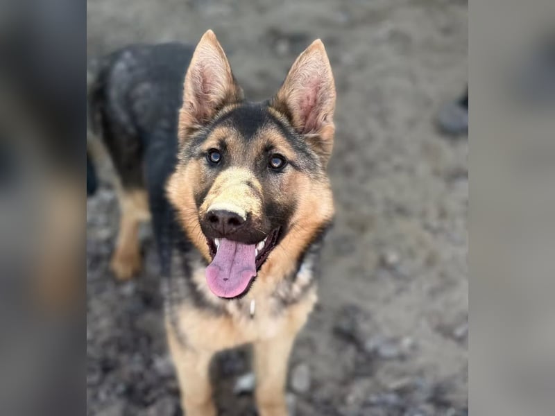 Blanka - treue Begleiterin auf vier Pfoten sucht ihr Zuhause