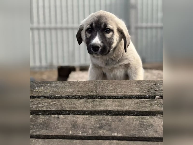 Nils - Herzenshund wartet auf sein Ticket ins Glück