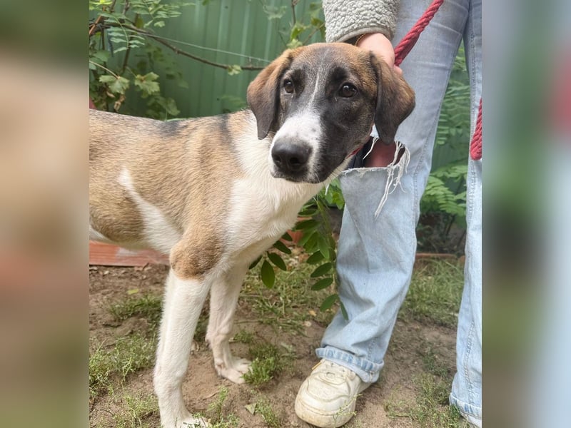 Hezöl -Liebe Junghündin sucht ihre Menschen