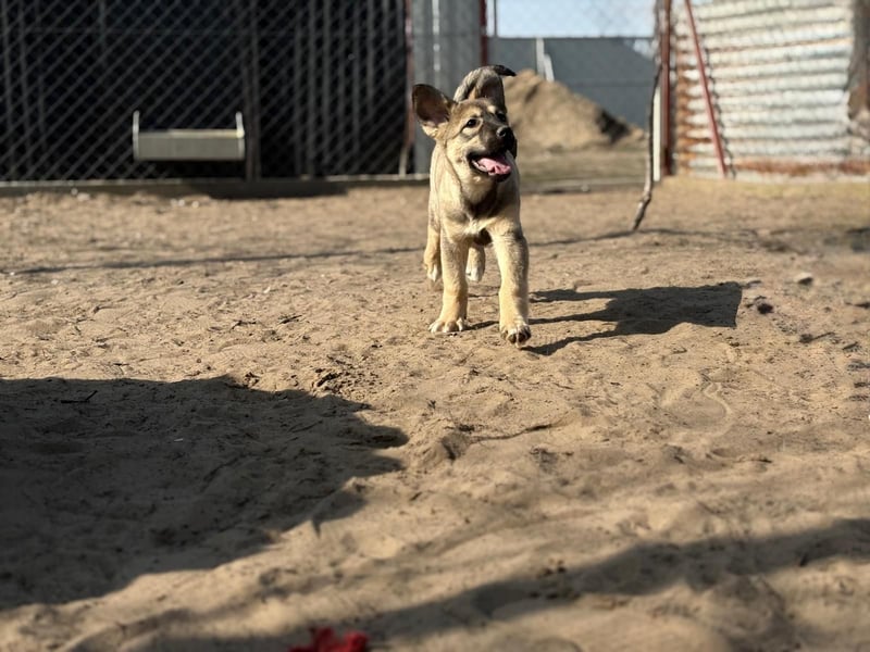 Nalani - Verspieltes Hundemädchen auf Familiensuche