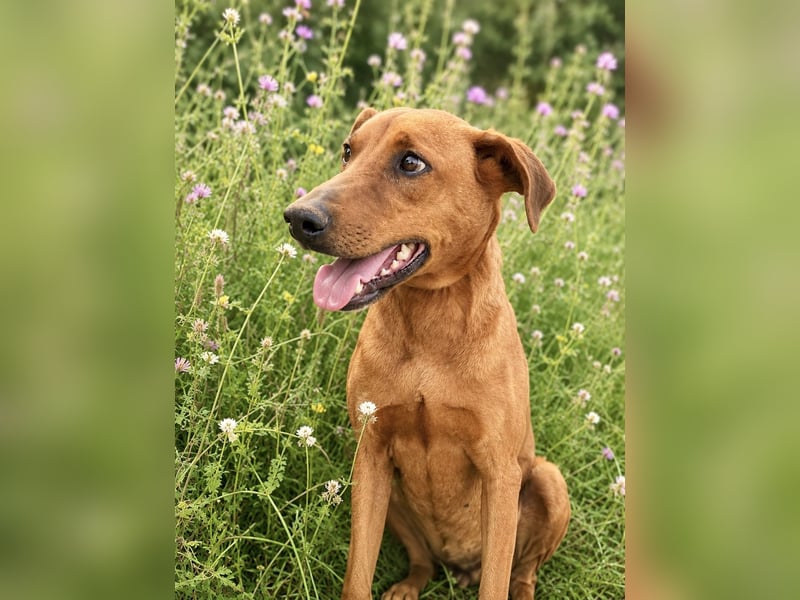 Trixie - Treue Hundeseele sucht ihre zweite Chance