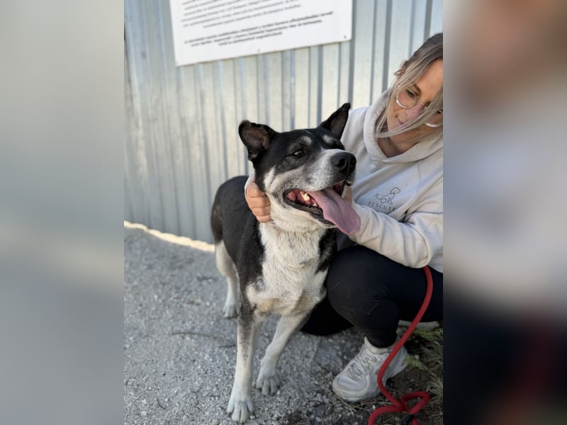 Mizso Kämpferherz mit ganz viel Liebe