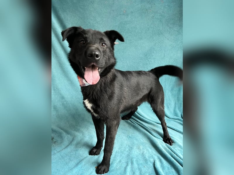 Porter - Kluger, verspielter Begleiter bereit für neue Abenteuer