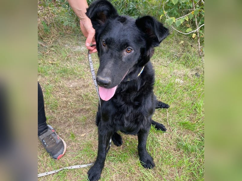 Ziza -Hübsche Hündin auf der Suche nach ihrem Glück