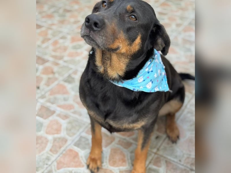 Killy -Sanfte Seele möchte endlich ankommen!