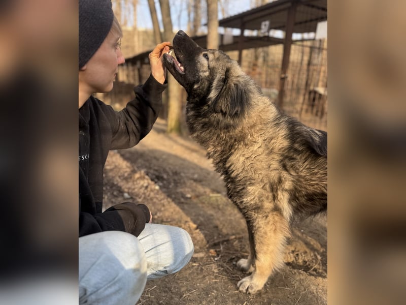Naya - Süße Herdenschutzhündin sucht erfahrene Menschen