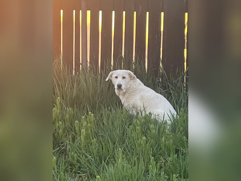 Simba Hübscher Hundejunge sucht seine Menschen