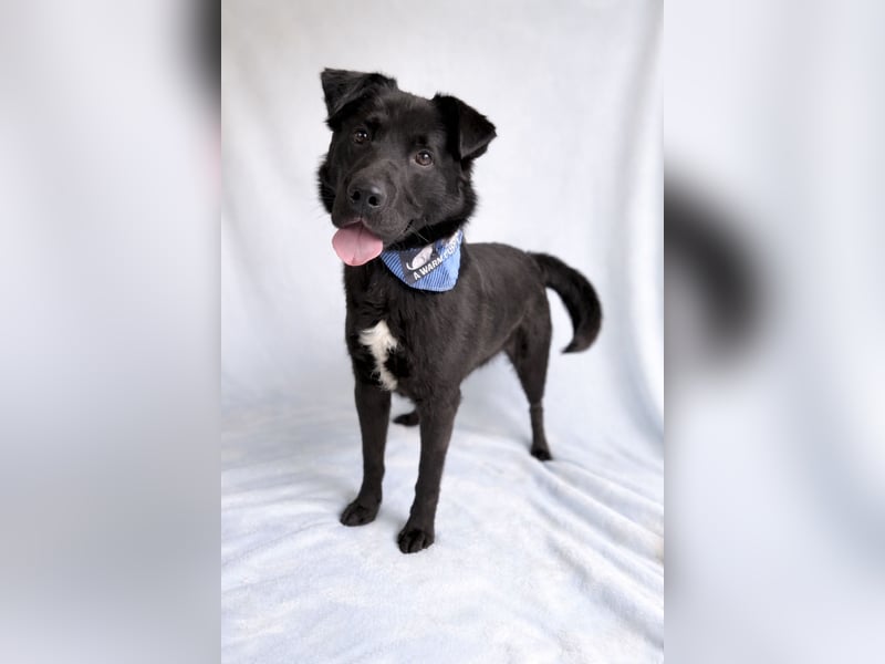 Porter - Kluger, verspielter Begleiter bereit für neue Abenteuer