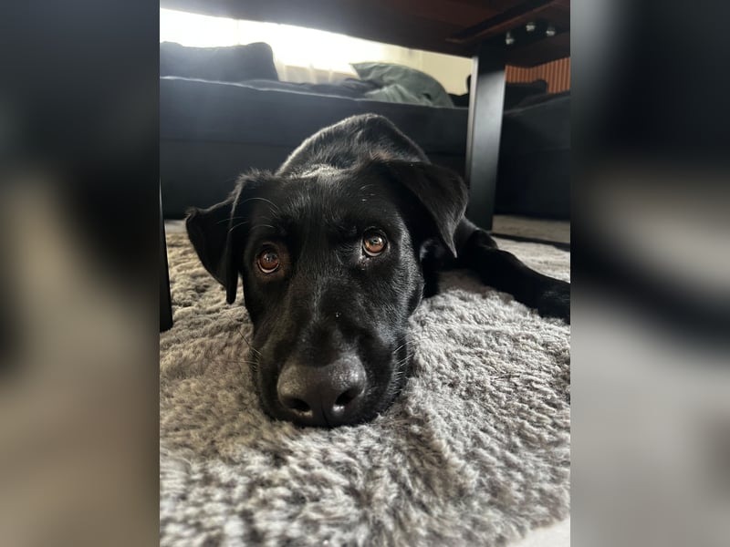 Ouzo - ausgeglichener Rüde sucht einfühlsames Zuhause