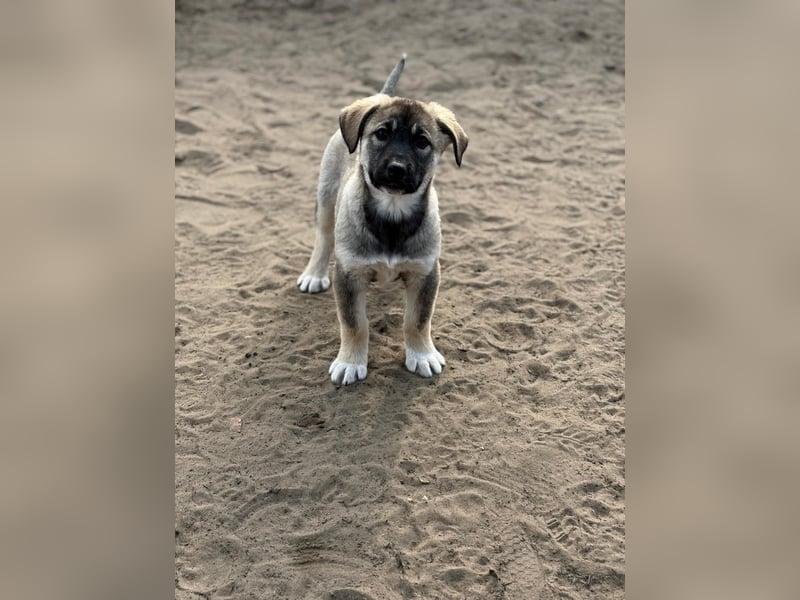 Nacho - Verspielter Welpenjunge möchte die Welt entdecken