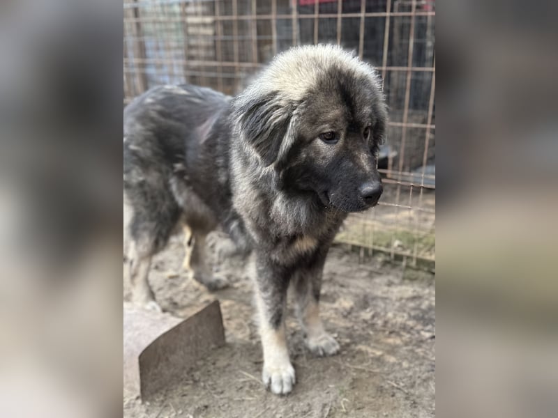 Naya - Süße Herdenschutzhündin sucht erfahrene Menschen