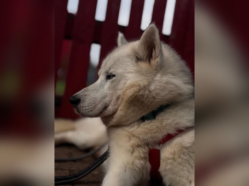 Remus - Wunderschöner Husky-Mix Rüde, 5 Jahre alt, freundlich, in 39112 Magdeburg