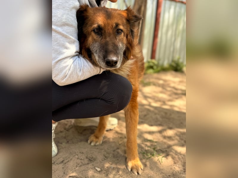 Gerad Sanfter Hundesenior sucht Partner für die besten Jahre